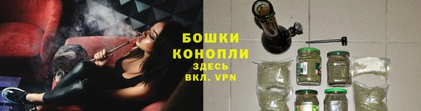 прущие грибы Новозыбков
